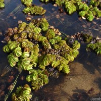 Salvinia molesta D.Mitch.