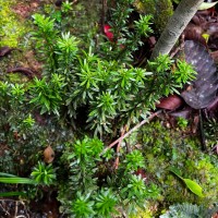 Huperzia javanica  (Sw.) C.Y.Yang.