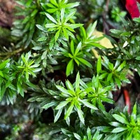 <i>Huperzia javanica</i>  (Sw.) C.Y.Yang.