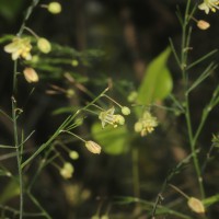 Asparagus officinalis L.