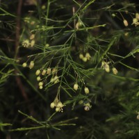 Asparagus officinalis L.