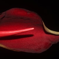 Typhonium trilobatum (L.) Schott
