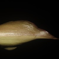 Typhonium trilobatum (L.) Schott