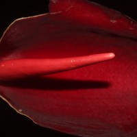 Typhonium trilobatum (L.) Schott