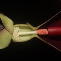 Typhonium trilobatum (L.) Schott