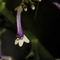 Gymnostachyum sanguinolentum (Nees) T.Anderson