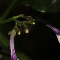 Gymnostachyum sanguinolentum (Nees) T.Anderson