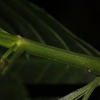 Gymnostachyum sanguinolentum (Nees) T.Anderson