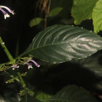 Gymnostachyum sanguinolentum (Nees) T.Anderson