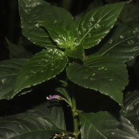 Gymnostachyum sanguinolentum (Nees) T.Anderson