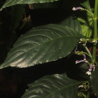 Gymnostachyum sanguinolentum (Nees) T.Anderson