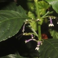 Gymnostachyum sanguinolentum (Nees) T.Anderson