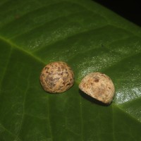 Eugenia haeckeliana Trimen