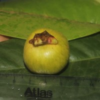 Eugenia haeckeliana Trimen