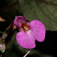 Impatiens subcordata Arn.