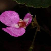 Impatiens subcordata Arn.