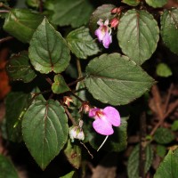 Impatiens subcordata Arn.