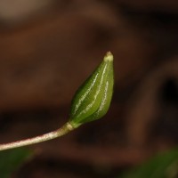 Impatiens subcordata Arn.