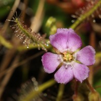 Drosera indica L.