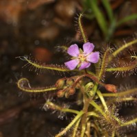 Drosera indica L.