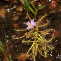 Drosera indica L.