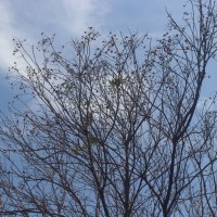 Sapindus trifoliatus L.