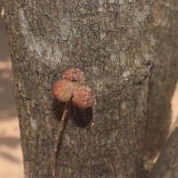 Sapindus trifoliatus L.