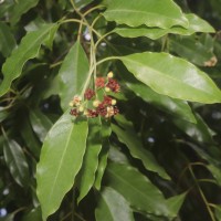 Santalum album L.