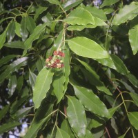 Santalum album L.