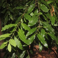 Santalum album L.