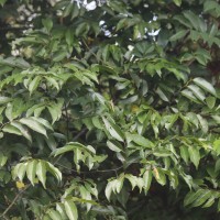 Ventilago madraspatana Gaertn.