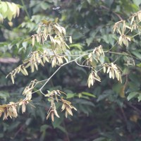 Ventilago madraspatana Gaertn.