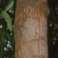 Santalum album L.