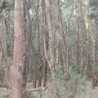 Casuarina equisetifolia L.