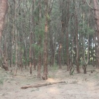 Casuarina equisetifolia L.