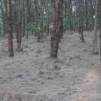 Casuarina equisetifolia L.