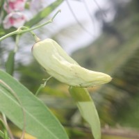 Oxystelma esculentum (L.f.) Sm.