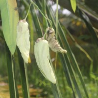 Oxystelma esculentum (L.f.) Sm.