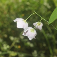Oxystelma esculentum (L.f.) Sm.