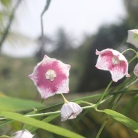 Oxystelma esculentum (L.f.) Sm.