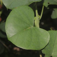 Rivea wightiana R.R.Mill