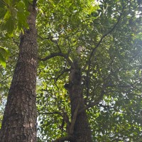 Bruguiera gymnorhiza (L.) Lam.
