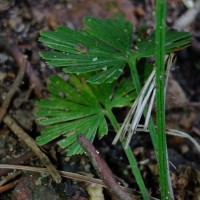 Actiniopteris radiata  (Sw.) Link