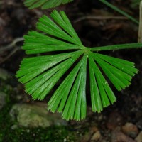 Actiniopteris radiata  (Sw.) Link