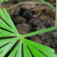 Actiniopteris radiata  (Sw.) Link