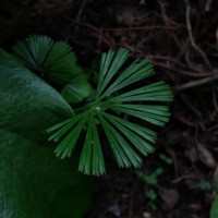 Actiniopteris radiata  (Sw.) Link