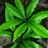 Helminthostachys zeylanica  (L.) Hook.