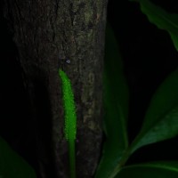 Helminthostachys zeylanica  (L.) Hook.