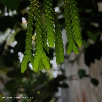 Phlegmariurus phlegmaria (L.) Holub