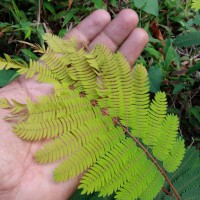 Albizia chinensis (Osbeck) Merr.